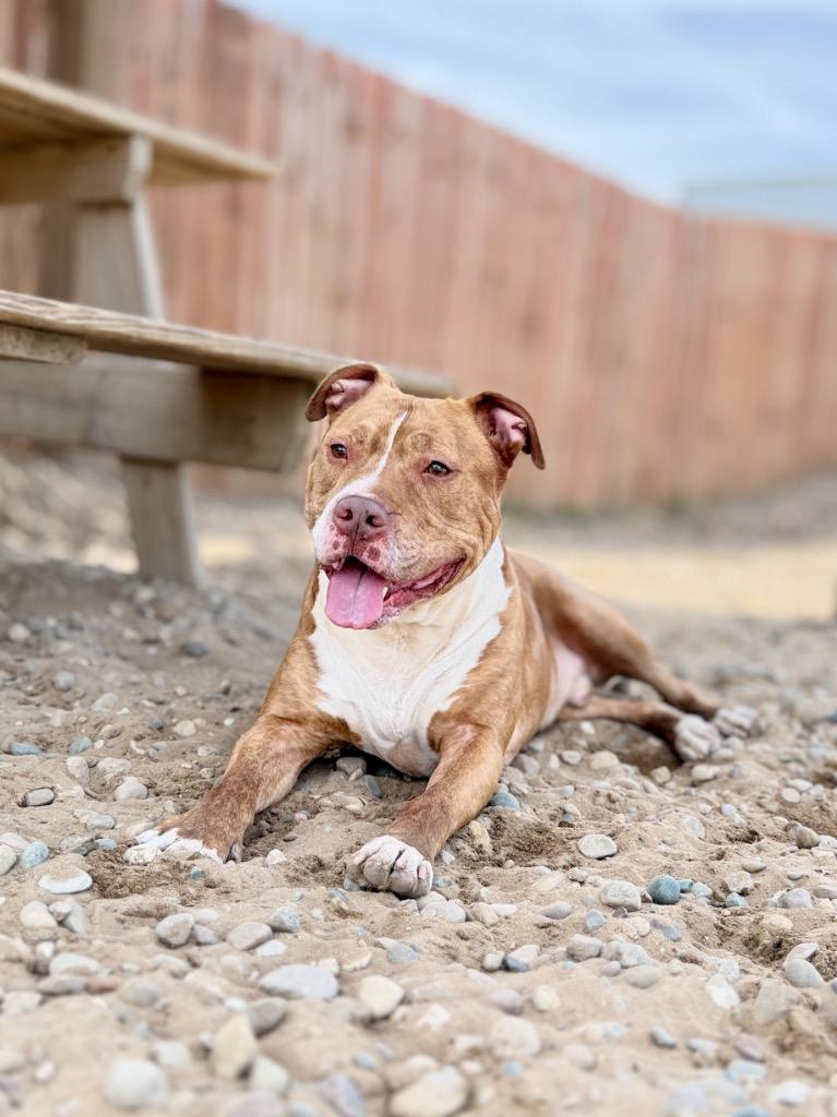 Enlarge King, a Adoptable Mixed Breed in Muskegon, MI image 3/6