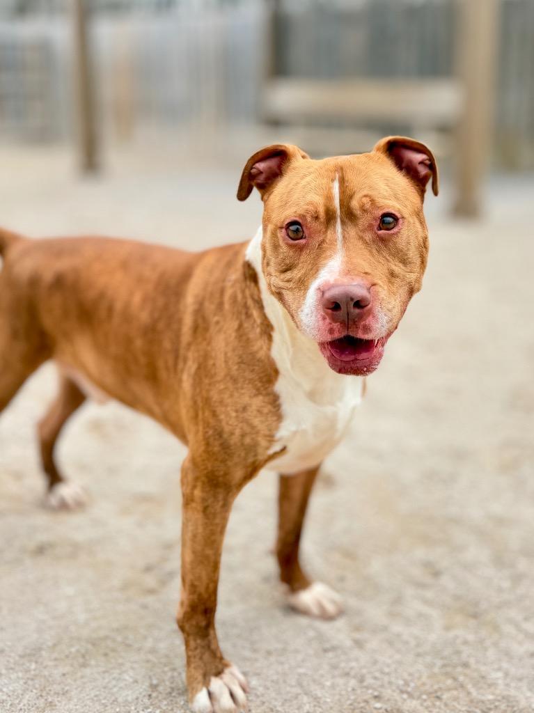 Enlarge King, a Adoptable Mixed Breed in Muskegon, MI image 4/6