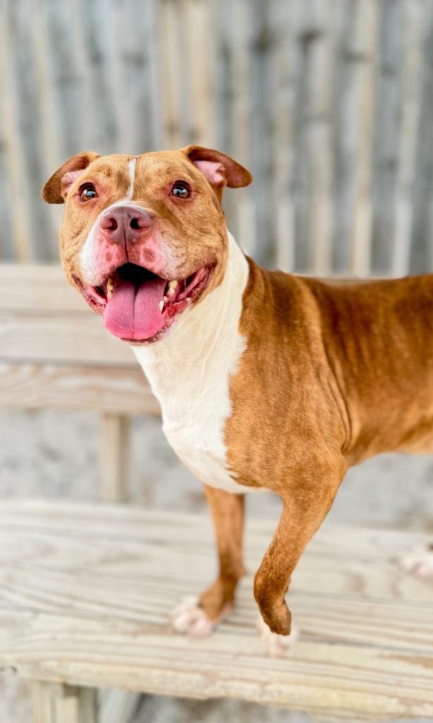 Enlarge King, a Adoptable Mixed Breed in Muskegon, MI image 5/6