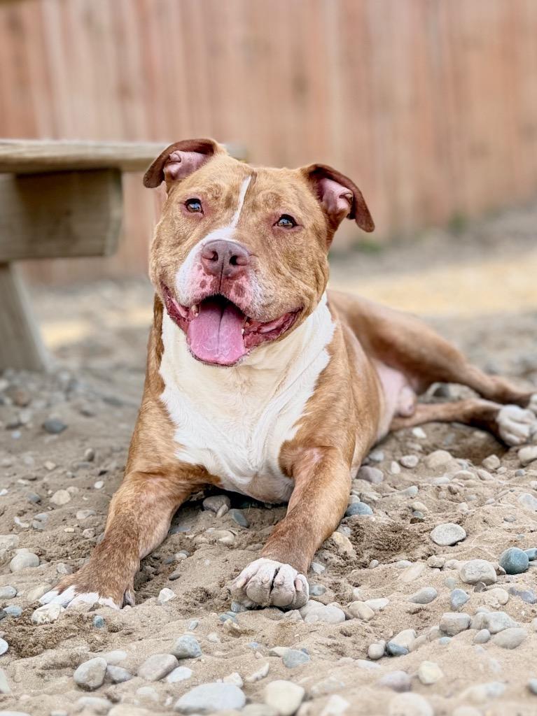 Enlarge King, a Adoptable Mixed Breed in Muskegon, MI image 6/6