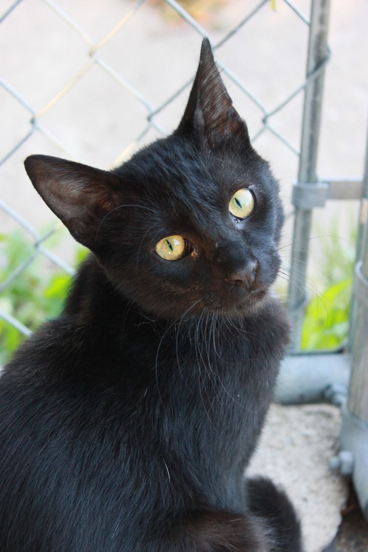 Henry, a Adoptable Domestic Short Hair in New Richmond, WI image 1/6