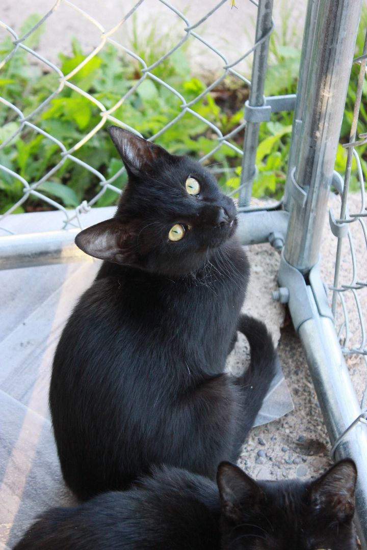 Henry, a Adoptable Domestic Short Hair in New Richmond, WI image 2/6