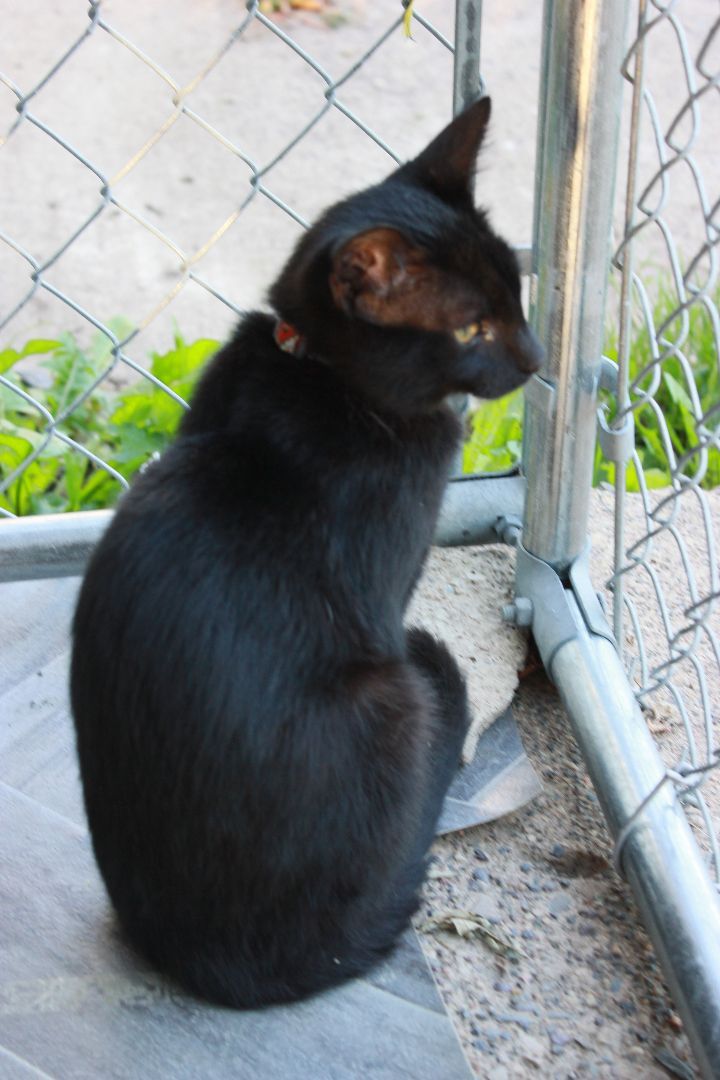 Henry, a Adoptable Domestic Short Hair in New Richmond, WI image 3/6