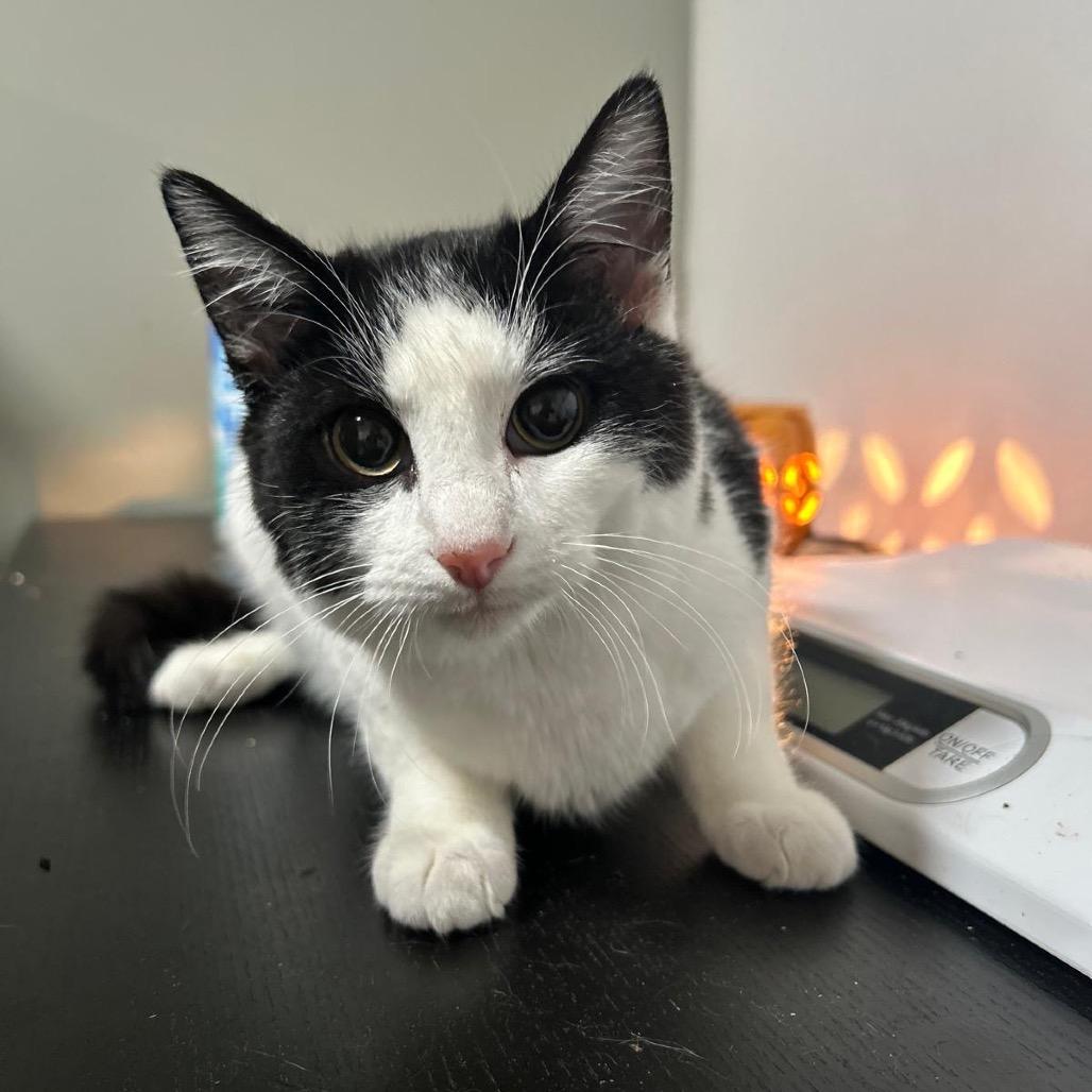 Enlarge Aloer, a Adoptable Domestic Short Hair in Fredericksburg, VA image 1/1