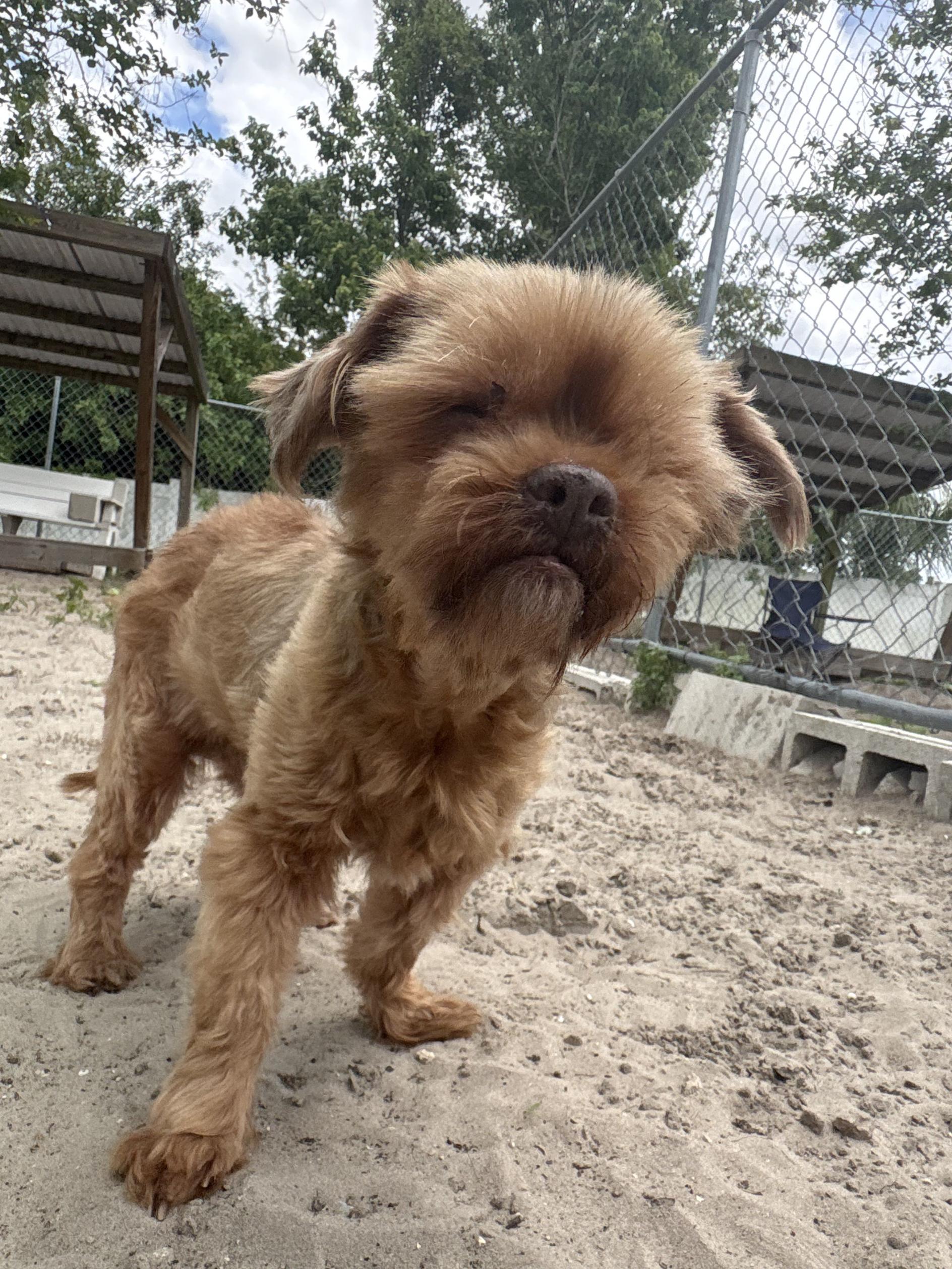 Enlarge Mya, a ADOPTABLE mixed breed in New Port Richey, FL image 2/2