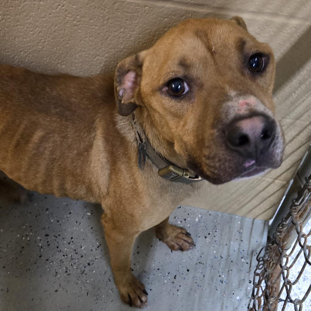 Enlarge Sterling, a Adoptable mixed breed in Saint Clairsville, OH image 1/3