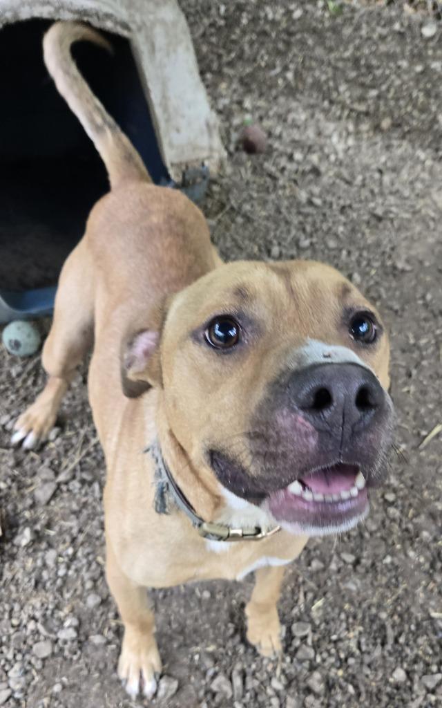 Enlarge Sterling, a Adoptable mixed breed in Saint Clairsville, OH image 3/3