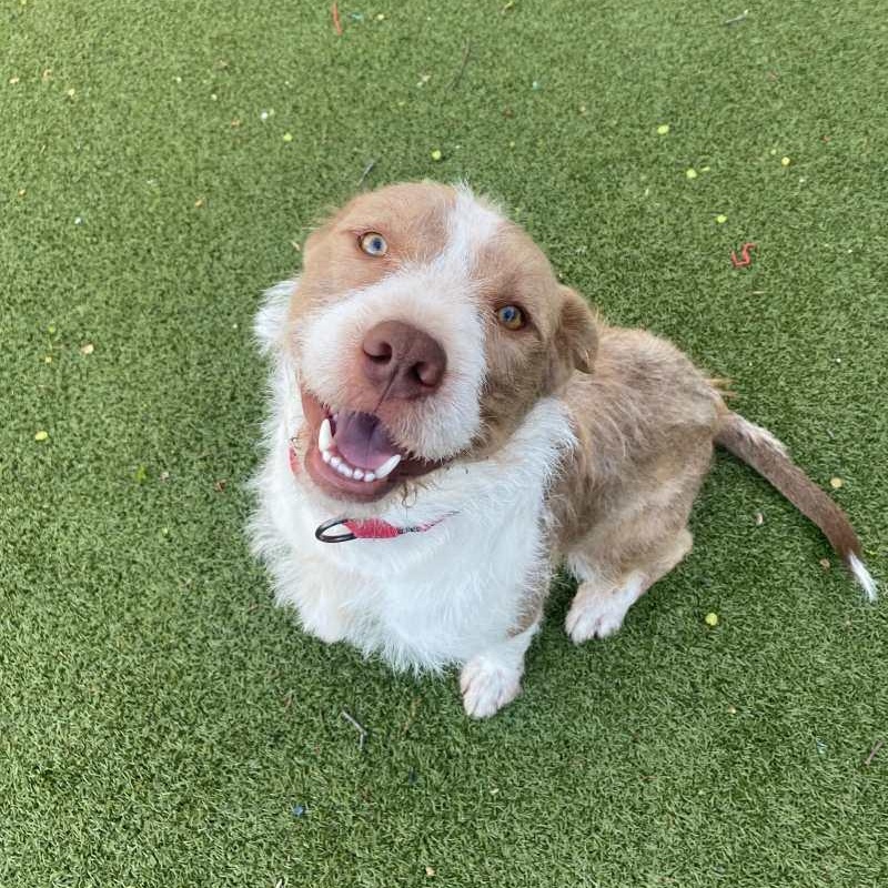 Teddy, ADOPTABLE, Adult Male Terrier.
