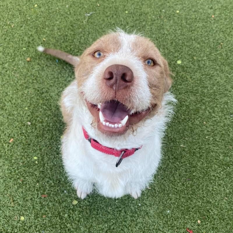 Teddy, a ADOPTABLE mixed breed in New Bedford, MA image 2/3