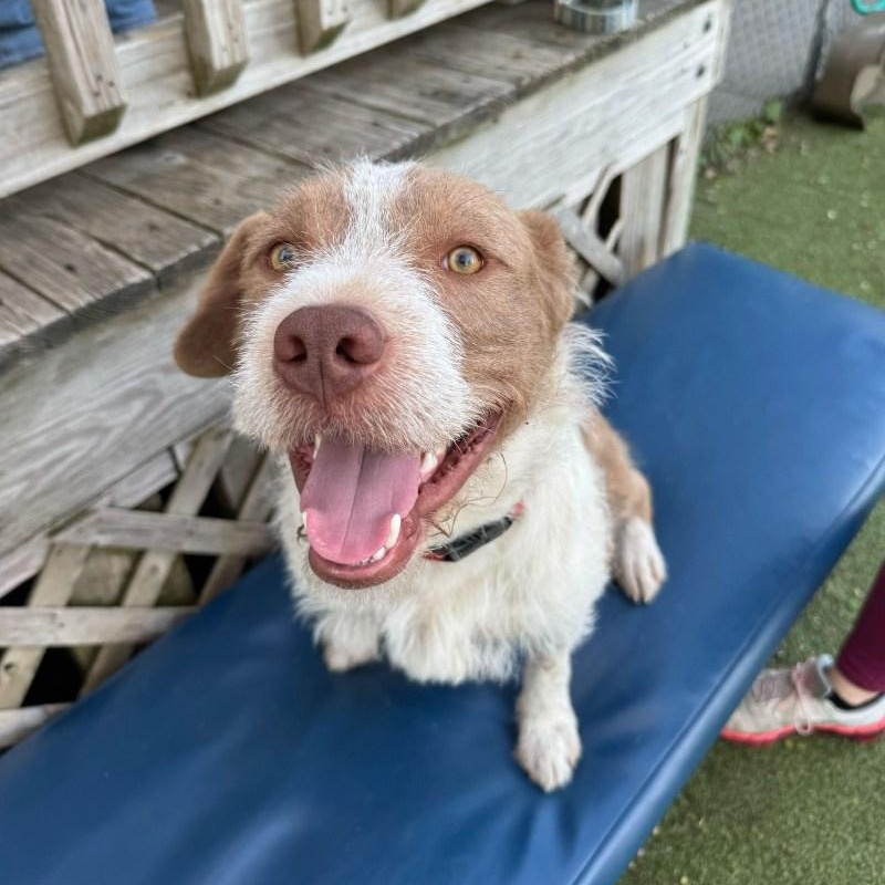 Teddy, a ADOPTABLE mixed breed in New Bedford, MA image 3/3