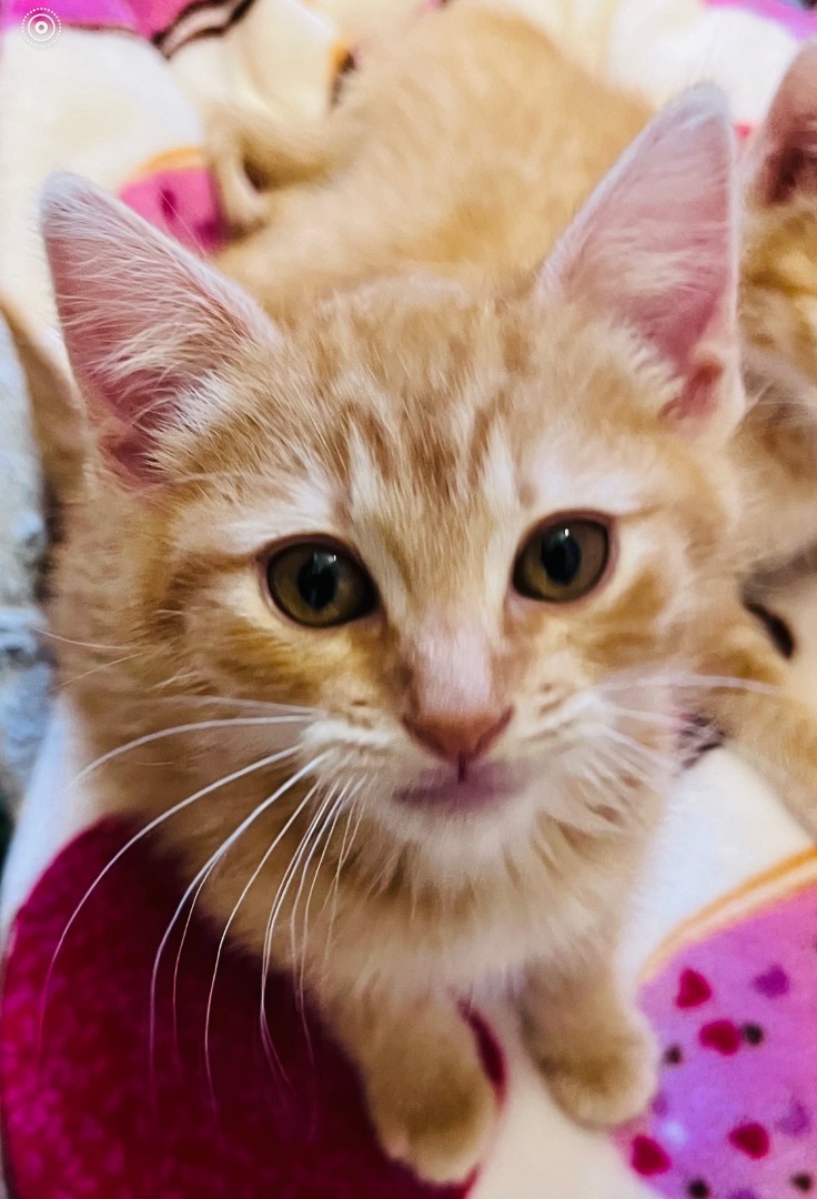 Valentine Litter Rose (bonded w/Angel), a Adopted Domestic Short Hair in San Jose, CA image 2/5