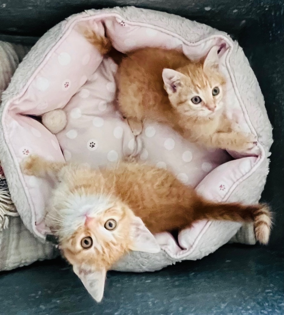 Valentine Litter Rose (bonded w/Angel), a Adopted Domestic Short Hair in San Jose, CA image 3/5