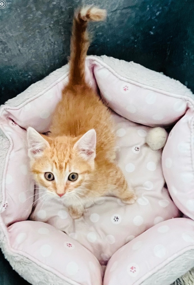 Valentine Litter Rose (bonded w/Angel), a Adopted Domestic Short Hair in San Jose, CA image 5/5