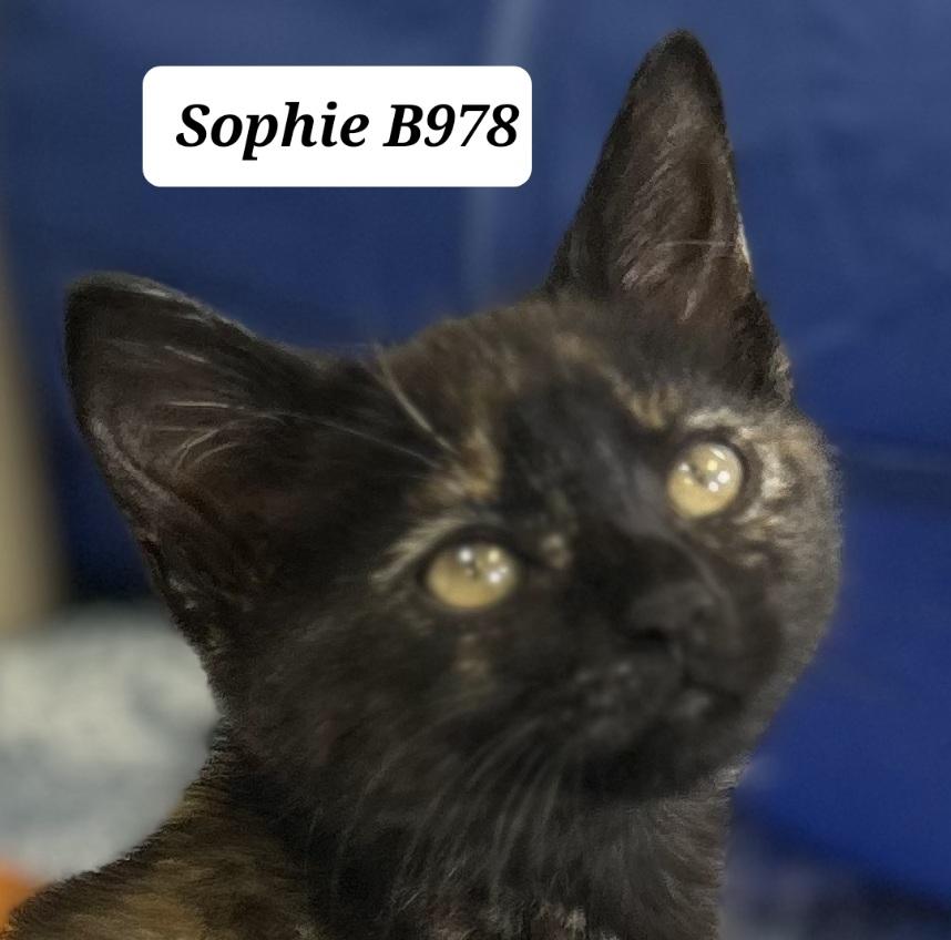 Enlarge Sophie, an adopted Domestic Medium Hair in Morganton, NC image 1/1