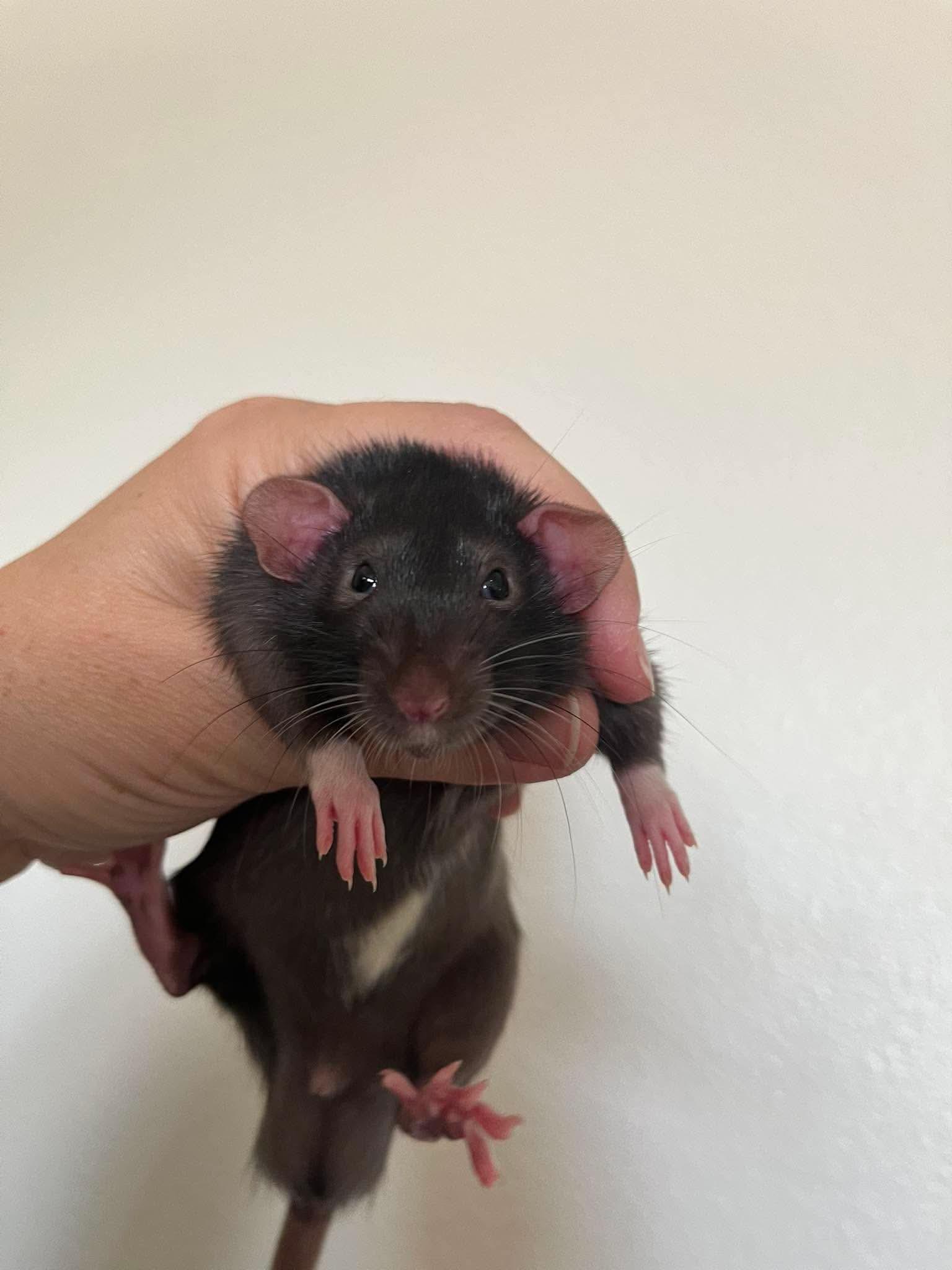Enlarge Toast, Peanut Butter & Jelly, a ADOPTABLE Rat in Eugene, OR image 2/3