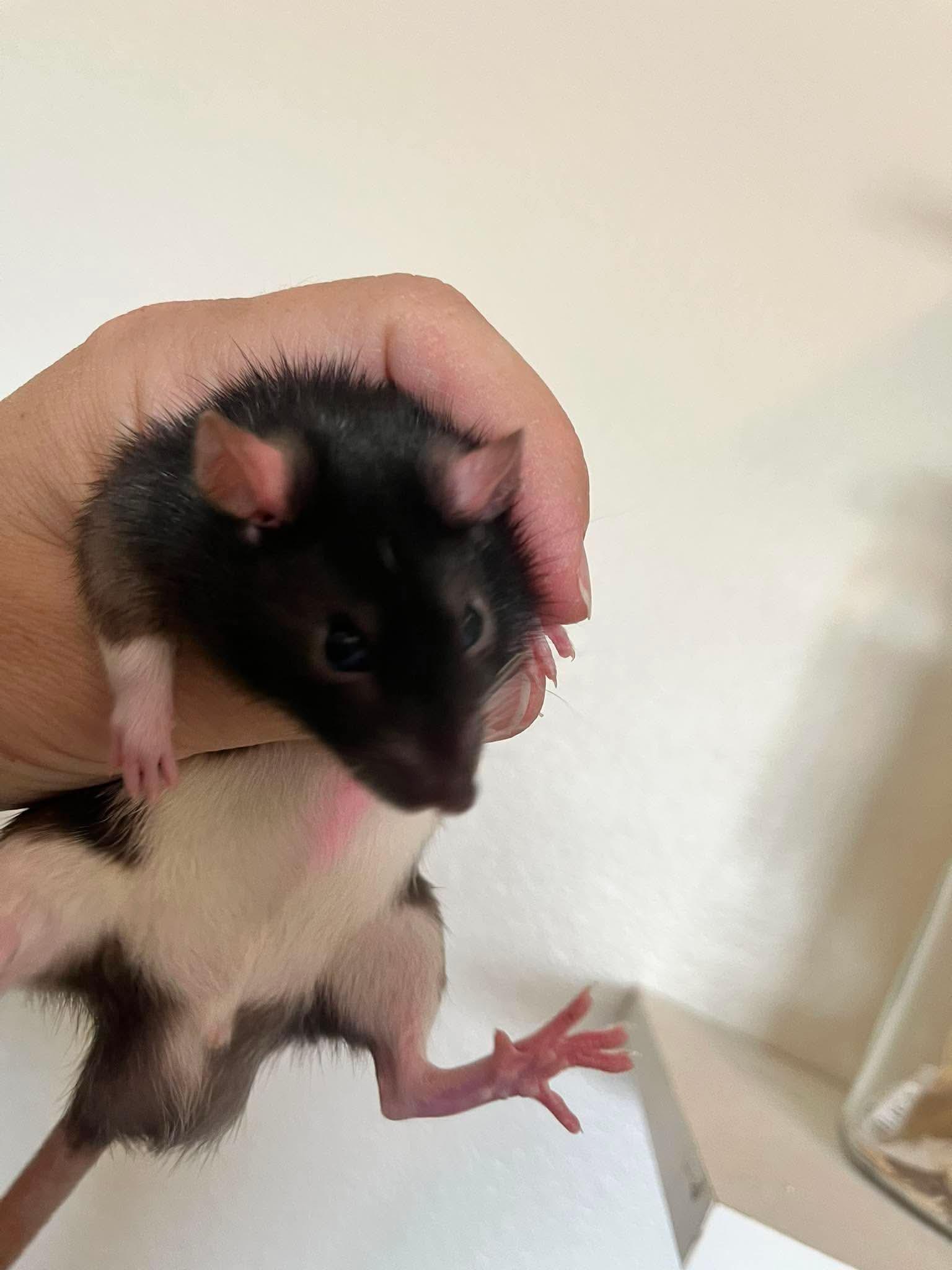 Toast, Peanut Butter & Jelly, ADOPTABLE, Baby Male Rat.