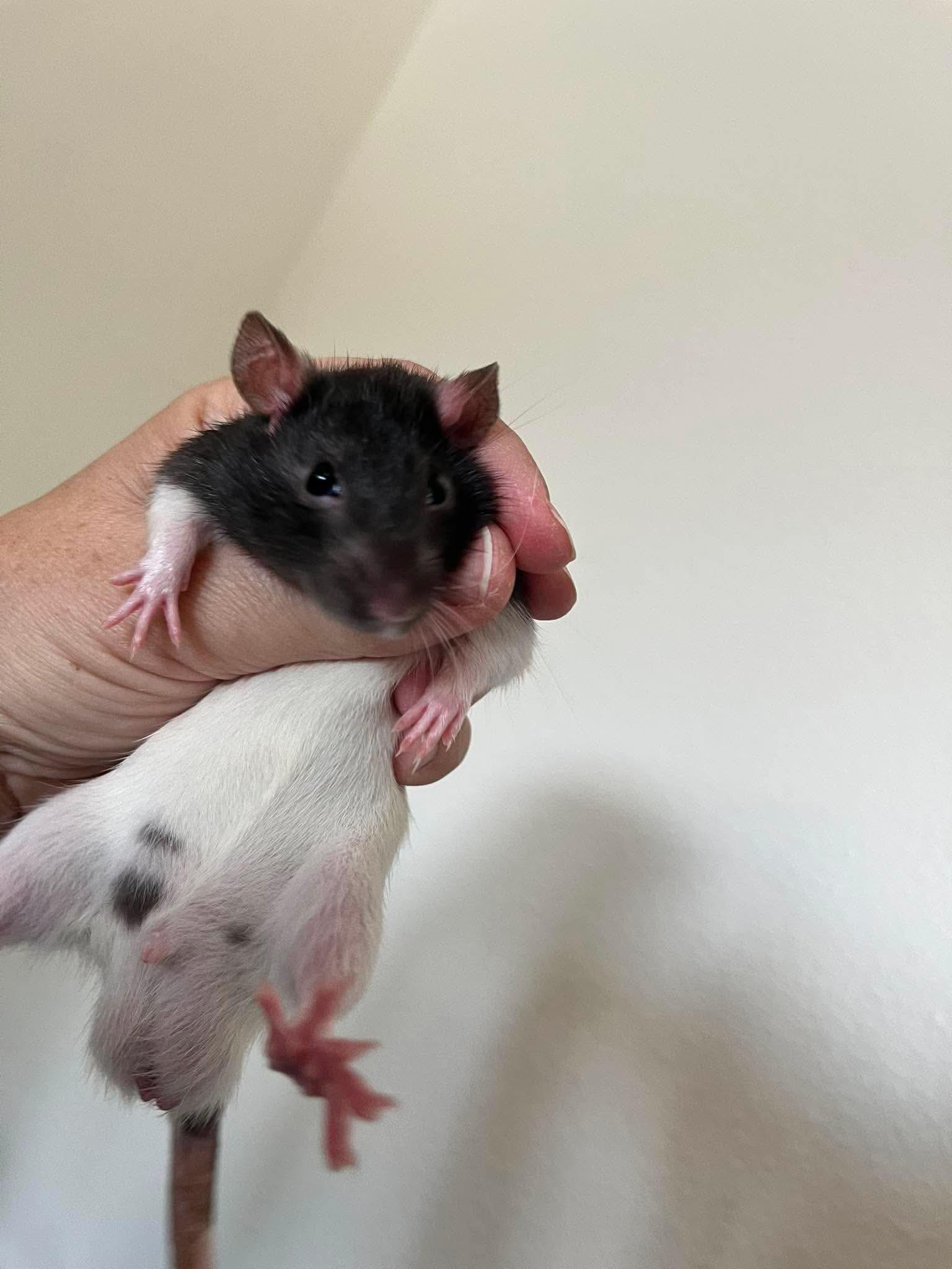 Enlarge Toast, Peanut Butter & Jelly, a ADOPTABLE Rat in Eugene, OR image 3/3