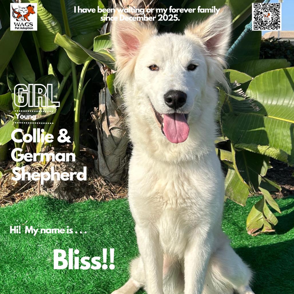 Enlarge Bliss, a Adoptable mixed breed in Westminster, CA image 1/2