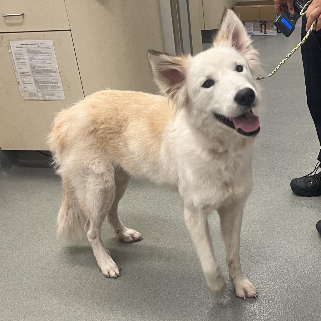 Enlarge Bliss, a Adoptable mixed breed in Westminster, CA image 2/2