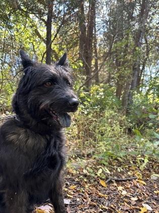 Zeke, Adopted, Young Male Mixed Breed & Mixed Breed.