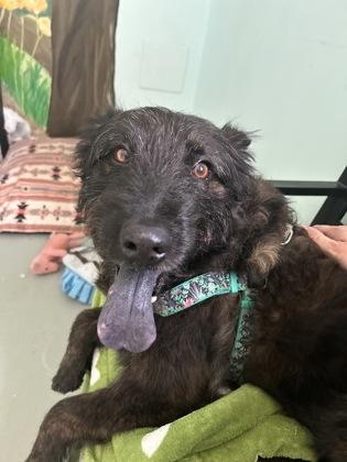 Enlarge Zeke, a Adopted mixed breed in Erin, ON image 2/2