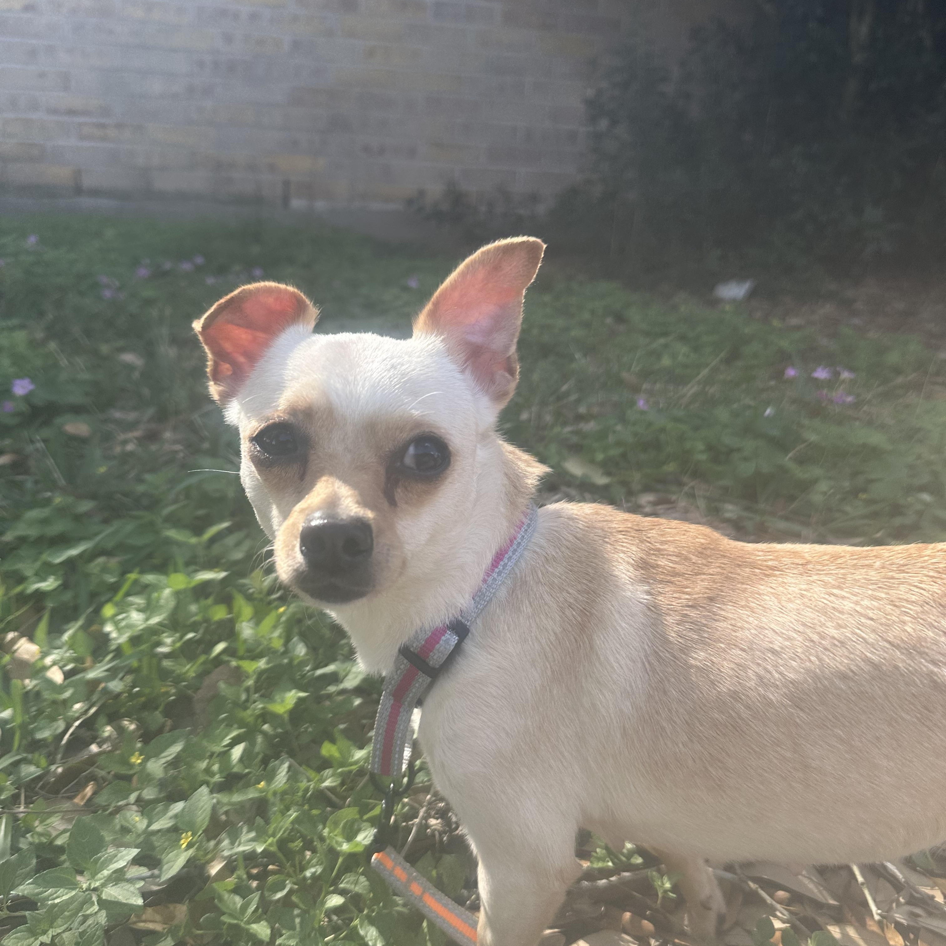 Phoebe, adopted, Adult Female Chihuahua & Dachshund.