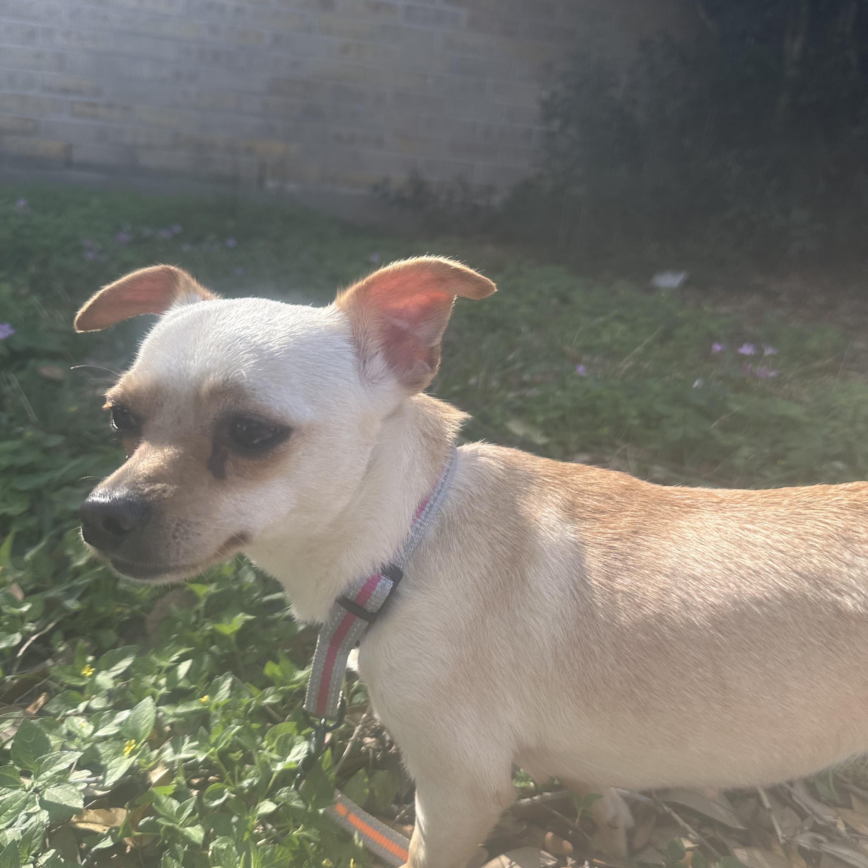 Enlarge Phoebe, an adopted mixed breed in LATHAM, NY image 3/5