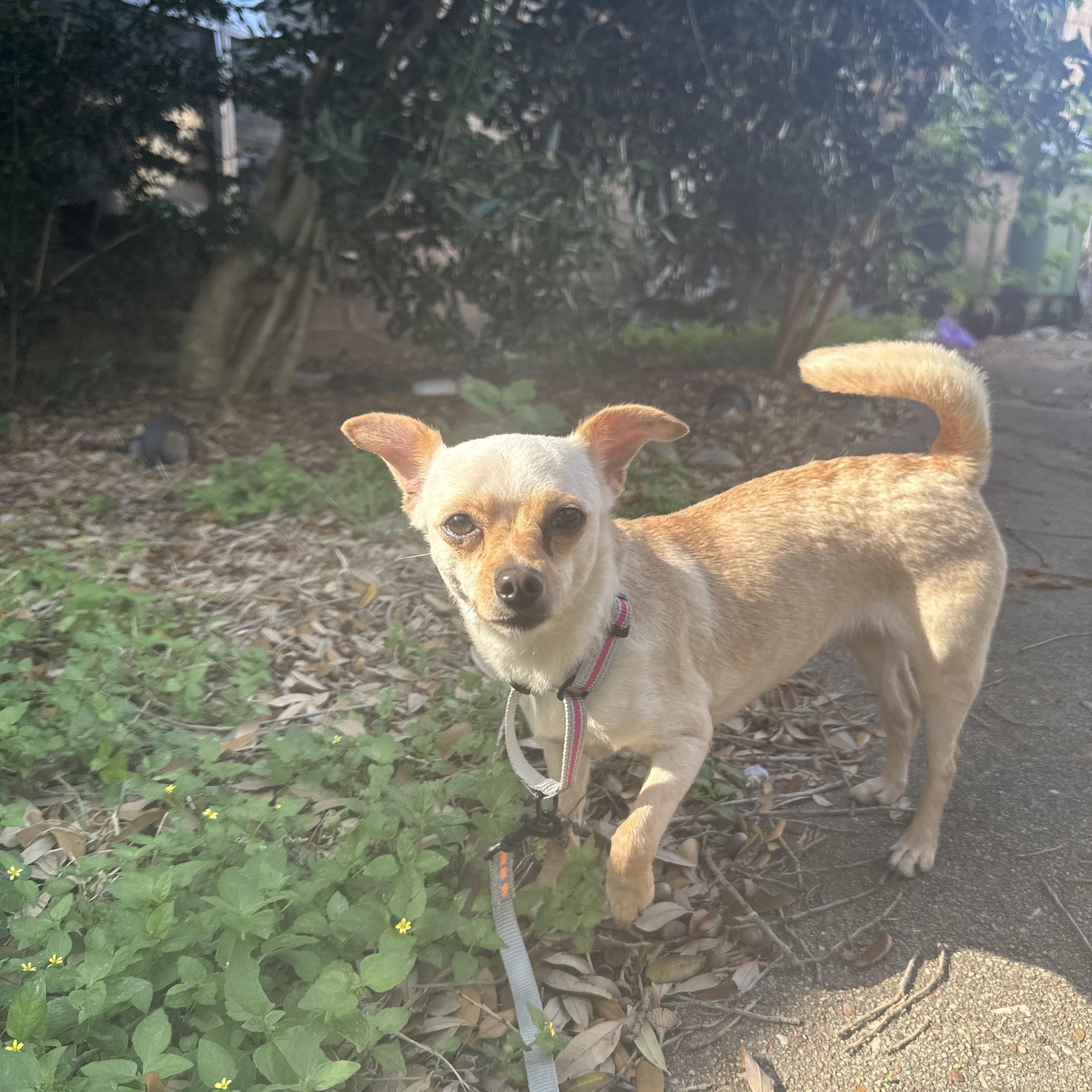 Enlarge Phoebe, an adopted mixed breed in LATHAM, NY image 5/5