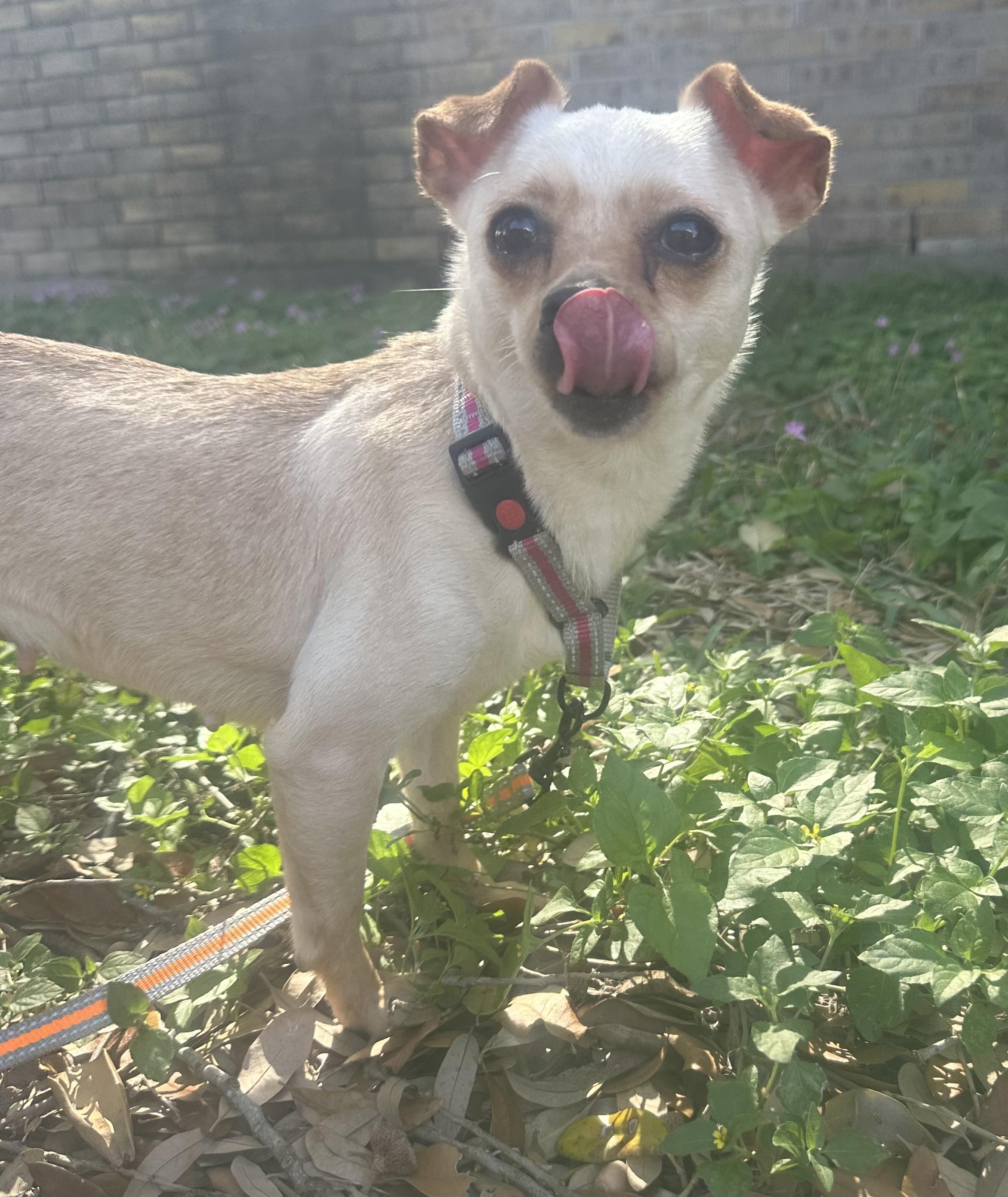 Enlarge Phoebe, an adopted mixed breed in LATHAM, NY image 4/5