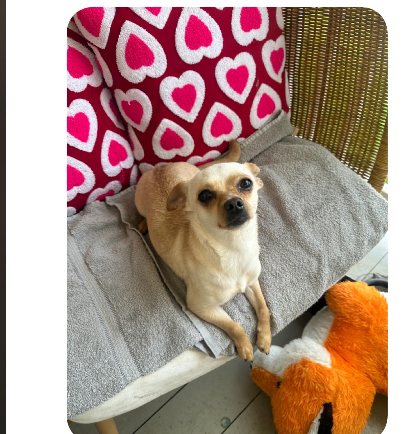 Enlarge Phoebe, an adopted mixed breed in LATHAM, NY image 2/5