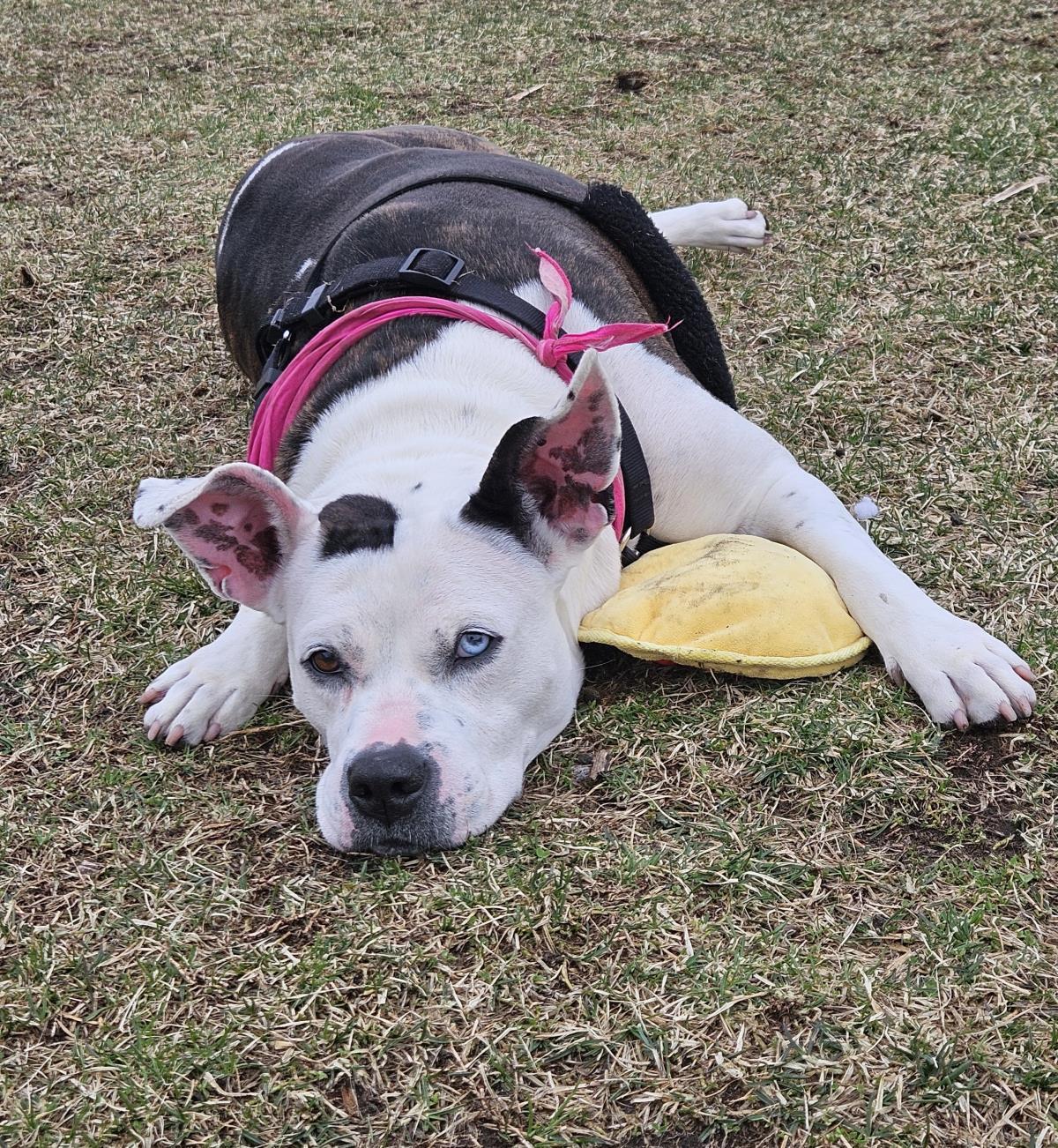 Nyla, Adoptable, Adult Female American Bulldog.