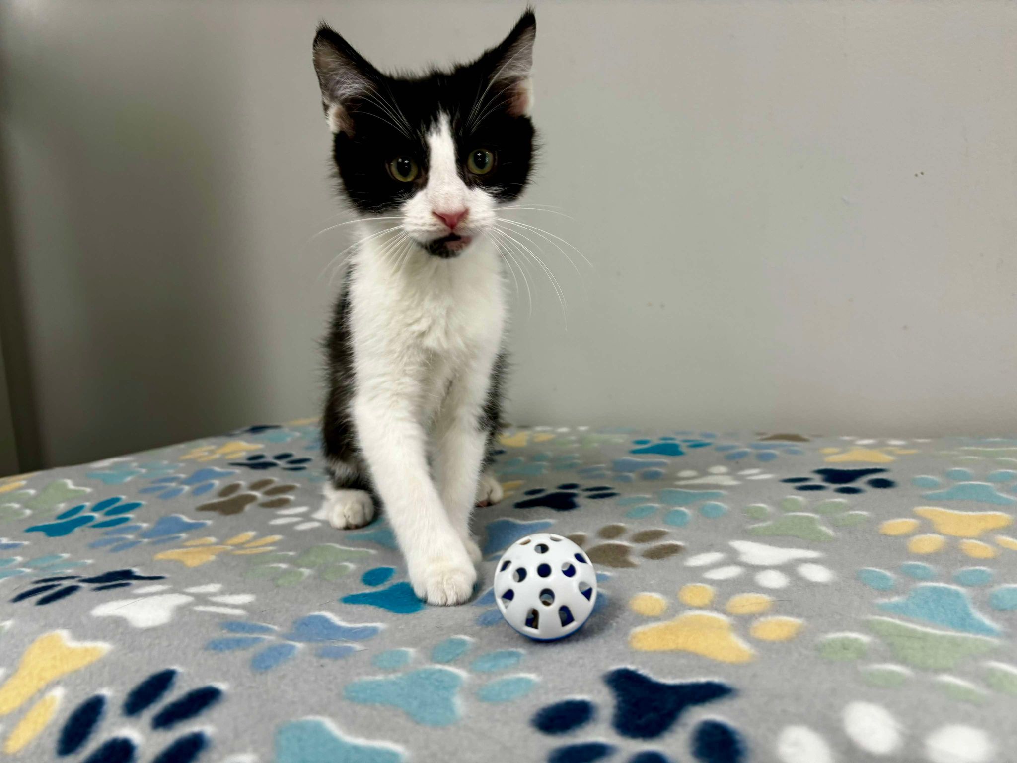 Cat for adoption McFlurry, a Domestic Short Hair & American Shorthair