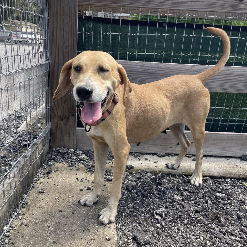 FIONA, Adoptable, Adult Female Hound.