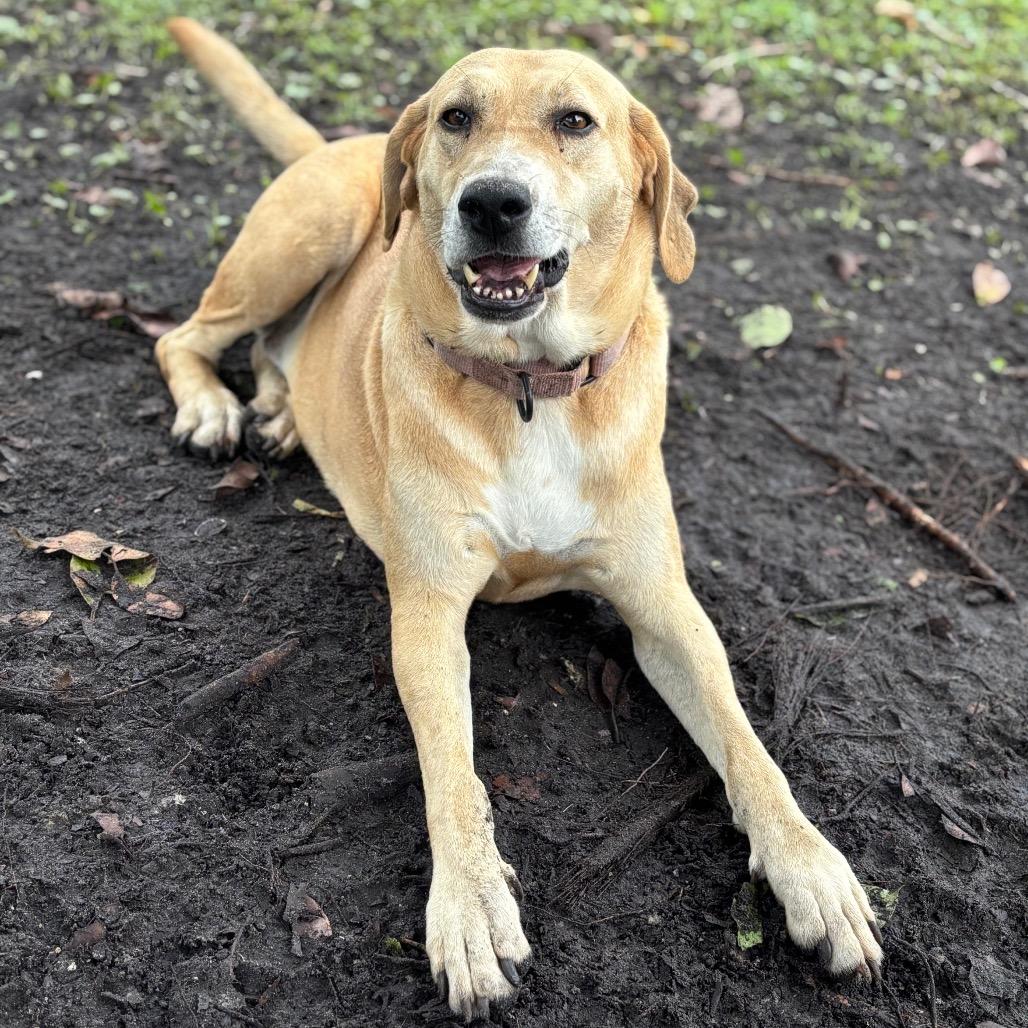 Enlarge FIONA, a Adoptable Hound in Wellington, FL image 1/6