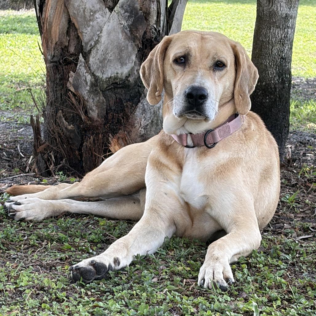 FIONA, Adoptable, Adult Female Hound.