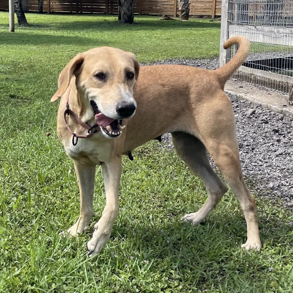 Enlarge FIONA, a Adoptable Hound in Wellington, FL image 2/5