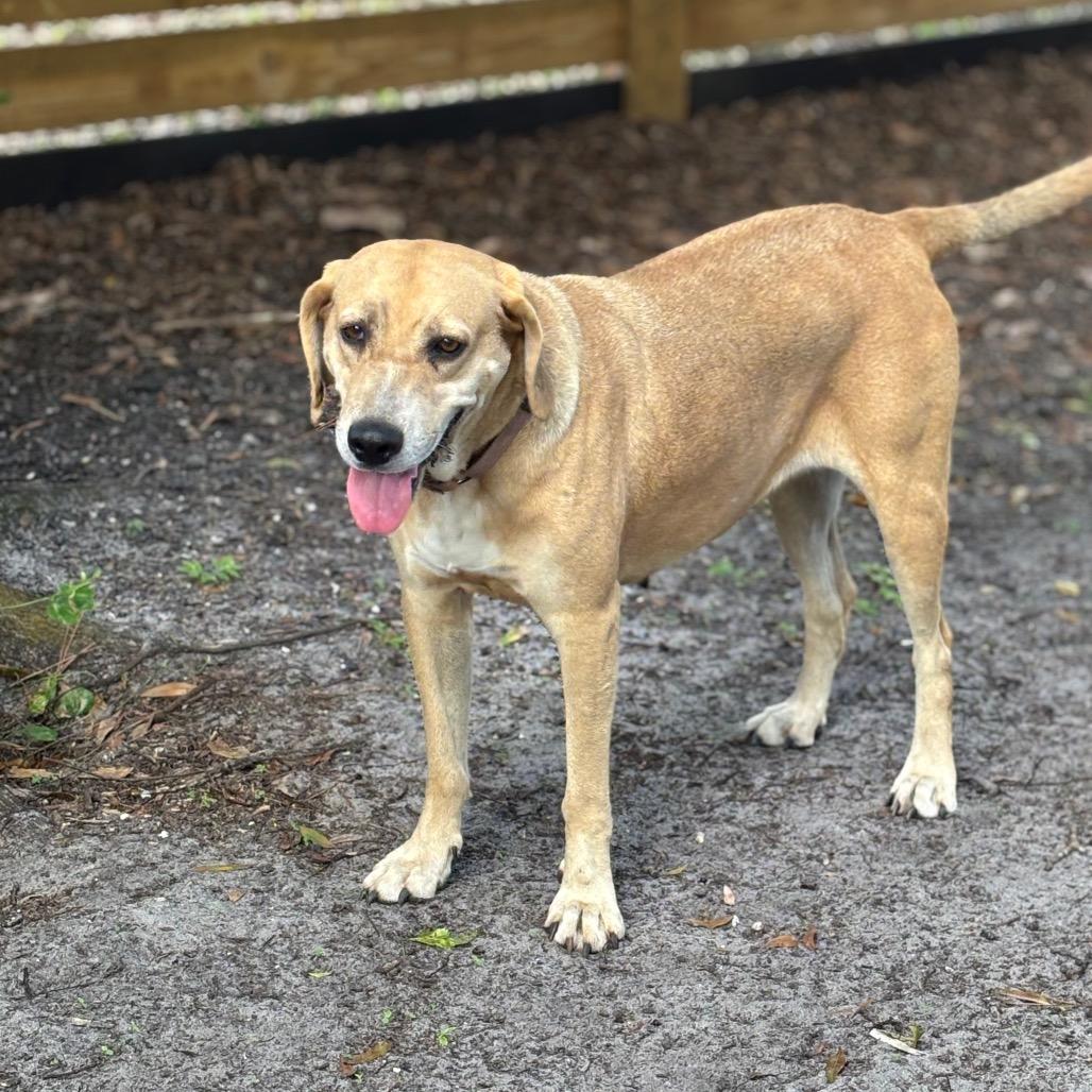 Enlarge FIONA, a Adoptable Hound in Wellington, FL image 2/6
