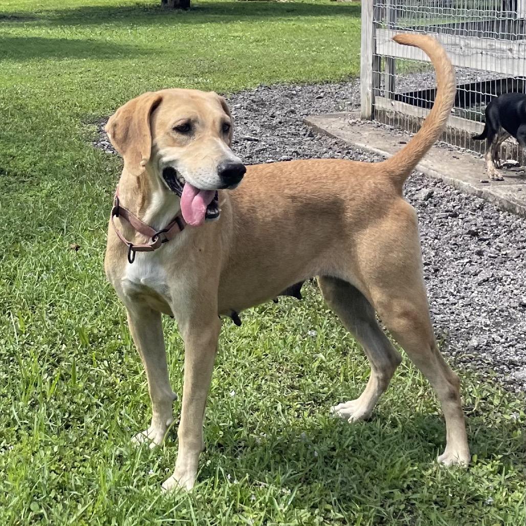 Enlarge FIONA, a Adoptable Hound in Wellington, FL image 3/5