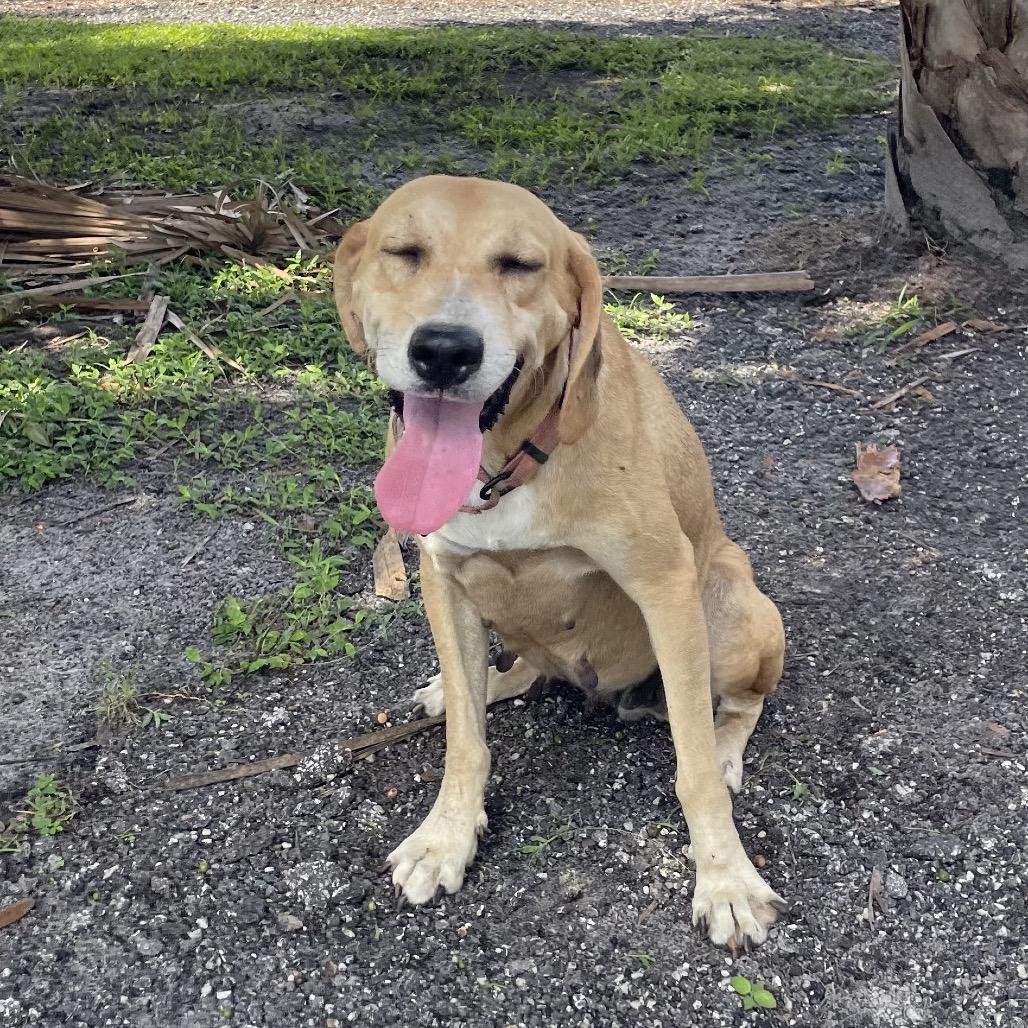 Enlarge FIONA, a Adoptable Hound in Wellington, FL image 4/5