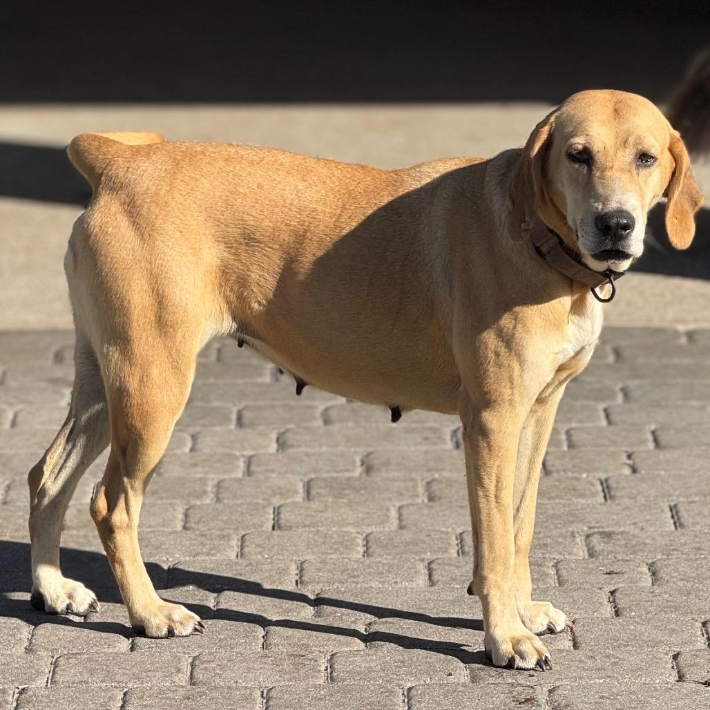 Enlarge FIONA, a Adoptable Hound in Wellington, FL image 4/5