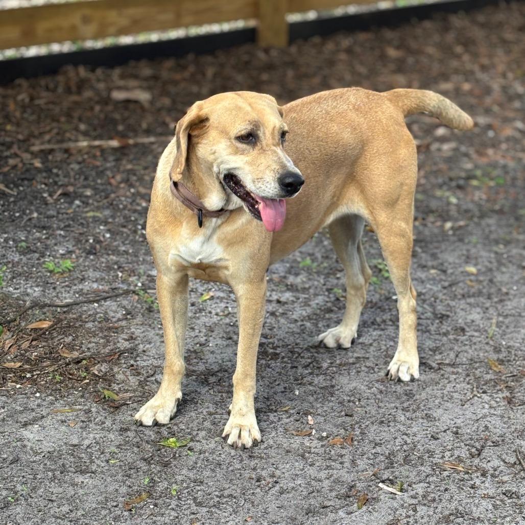 Enlarge FIONA, a Adoptable Hound in Wellington, FL image 4/6