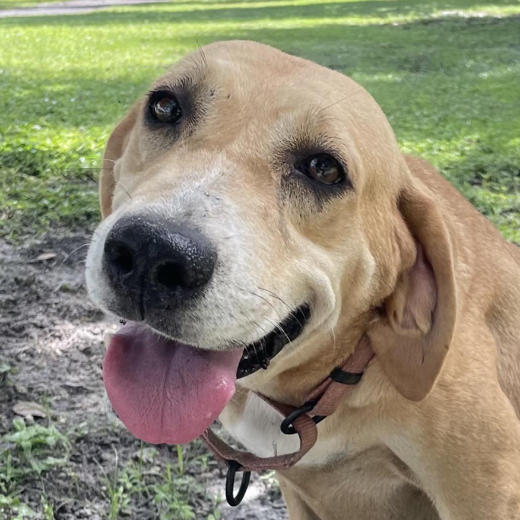 Enlarge FIONA, a Adoptable Hound in Wellington, FL image 5/5