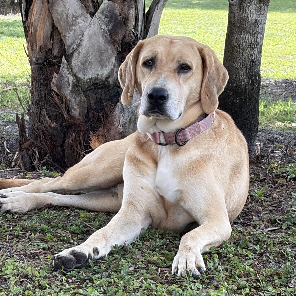 FIONA, a Adoptable Hound in Wellington, FL image 6/6