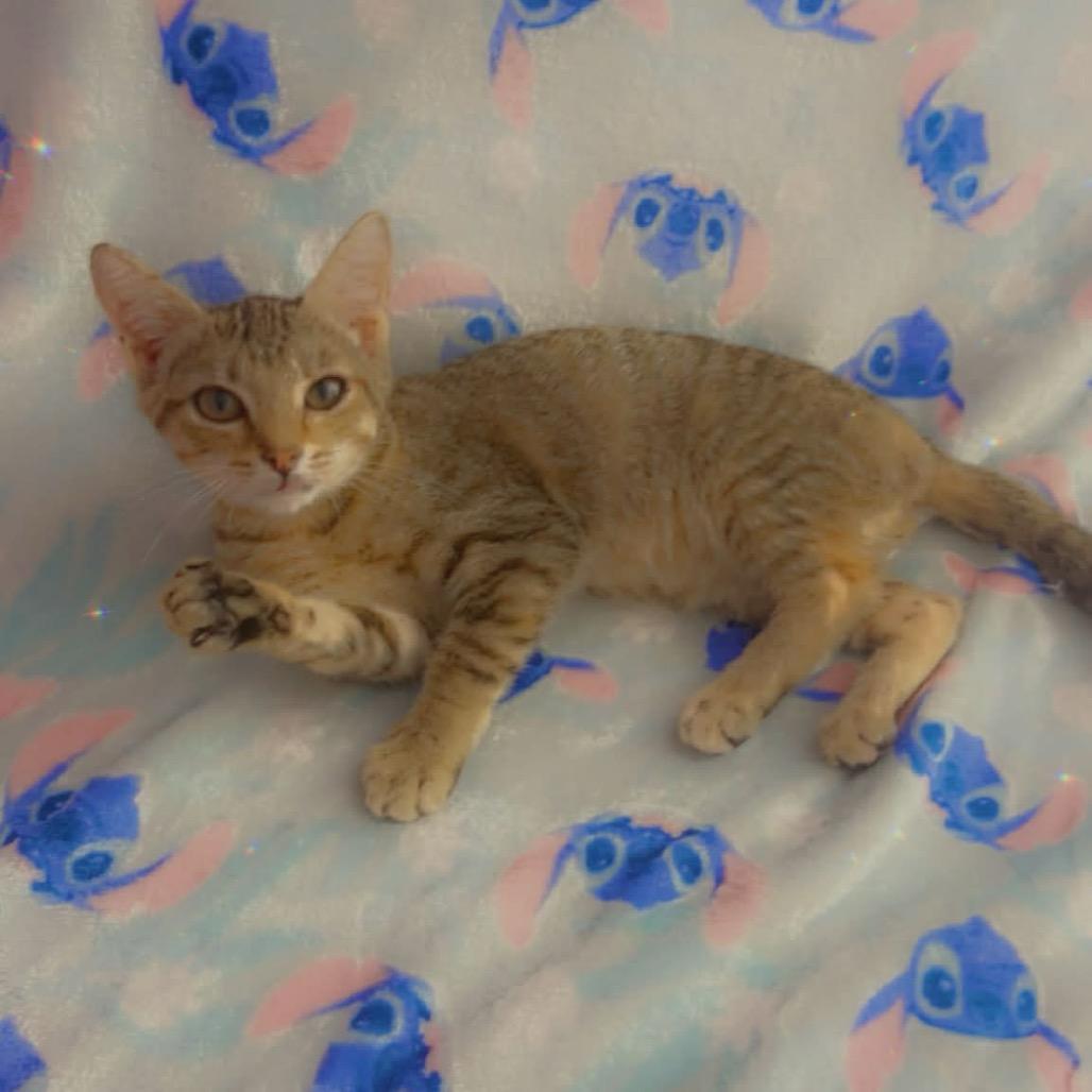Kindle, Adoptable, Kitten Male Domestic Short Hair & Domestic Short Hair.