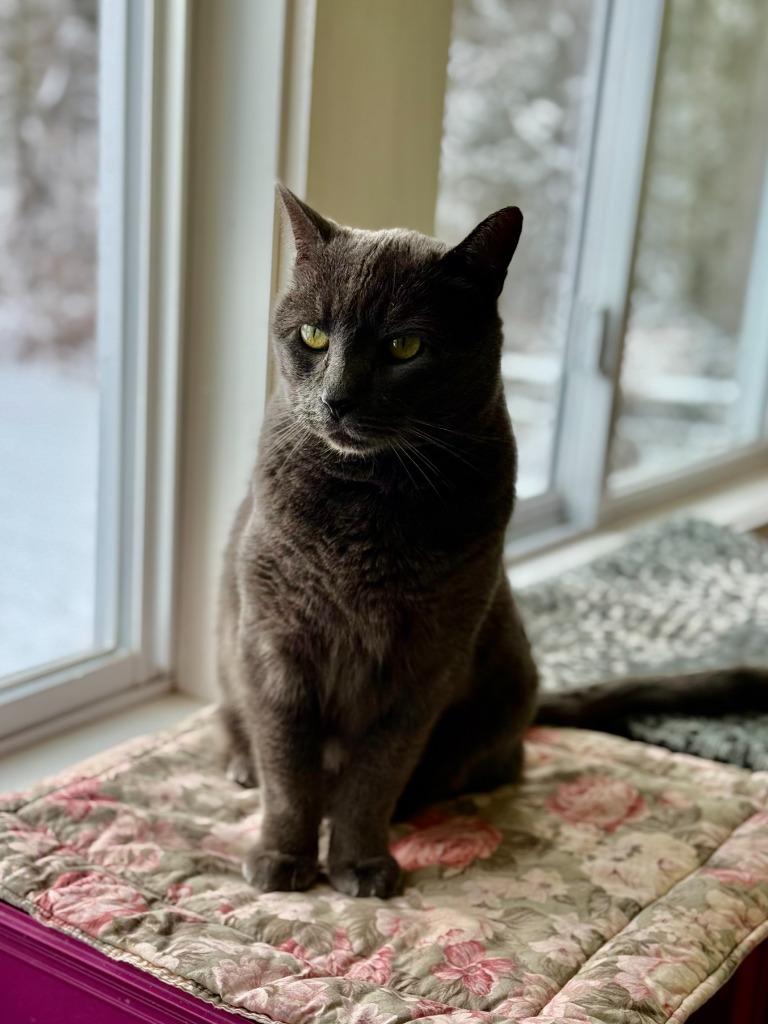 Min, Adoptable, Adult Male Domestic Short Hair.