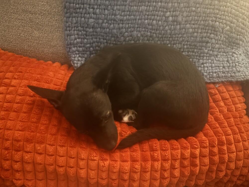 Susie, Adopted, Puppy Female Chihuahua & Terrier.