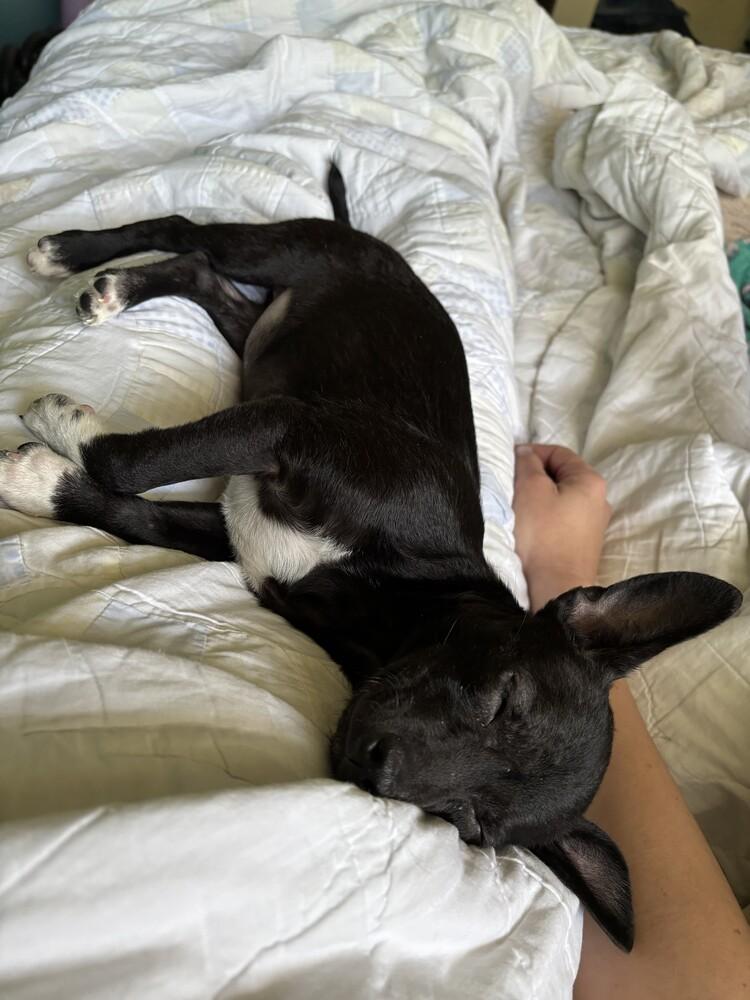 Enlarge Susie, a Adopted mixed breed in Evansville, IN image 2/5