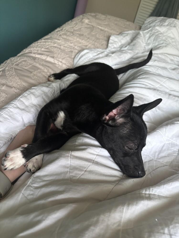 Enlarge Susie, a Adopted mixed breed in Evansville, IN image 3/5