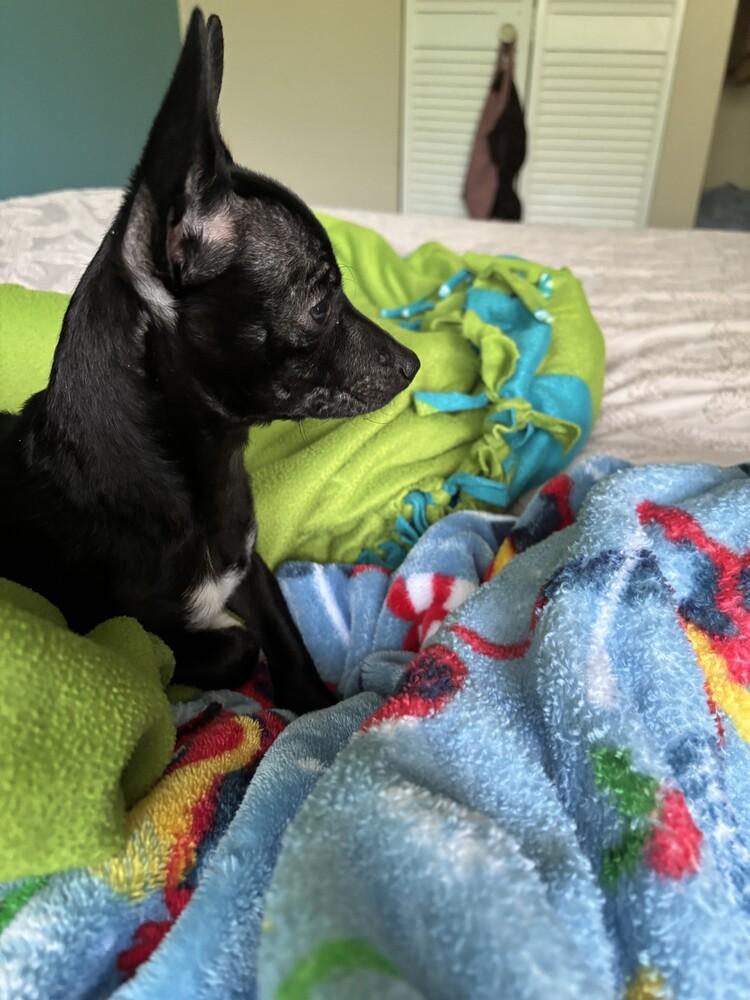 Enlarge Susie, a Adopted mixed breed in Evansville, IN image 4/5