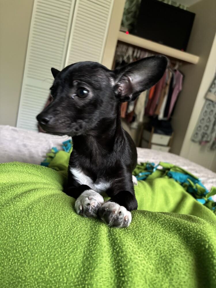 Enlarge Susie, a Adopted mixed breed in Evansville, IN image 5/5